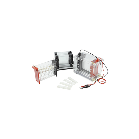 2D Gel Eletrophoresis